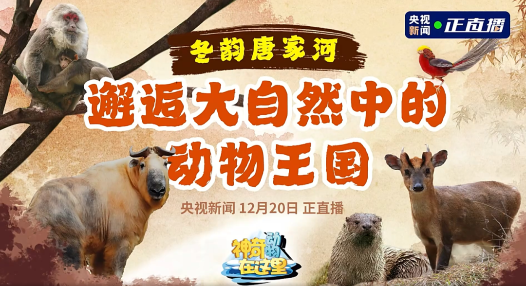 媒体聚焦 | 央视新闻走进唐家河，邂逅冰雪童话世界的动物王国